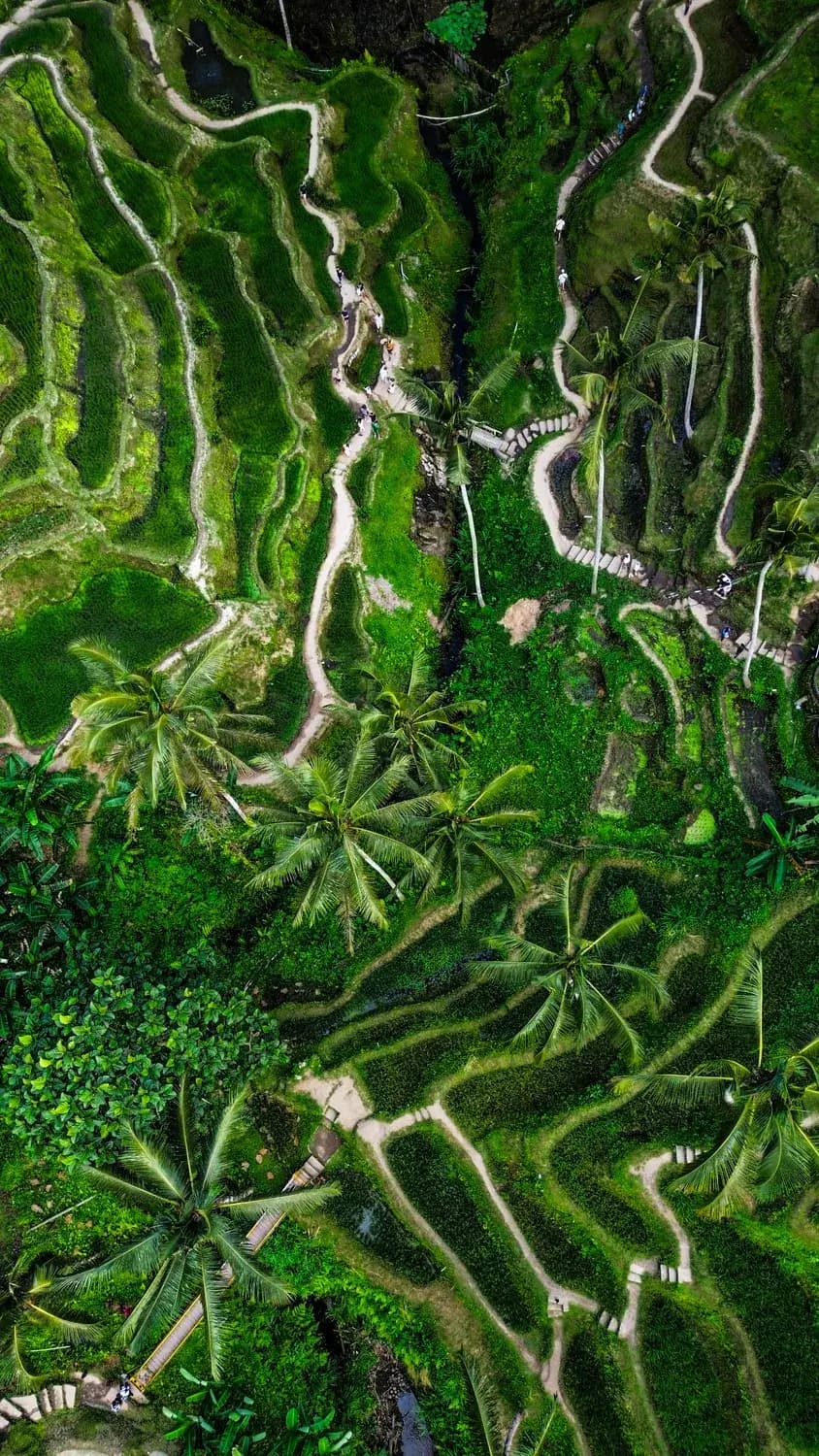 Ricefields: Indonesia